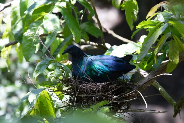 Nicobar Pigeon is in the nest with her babies