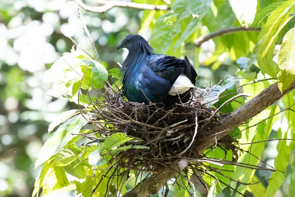 Nicobar Pigeon is in the nest with her babies