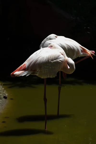 Elegant Pose Beautiful White Flamingo — Stok fotoğraf
