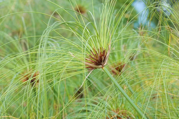 Amazing Pattern Form Reed Plant — 图库照片