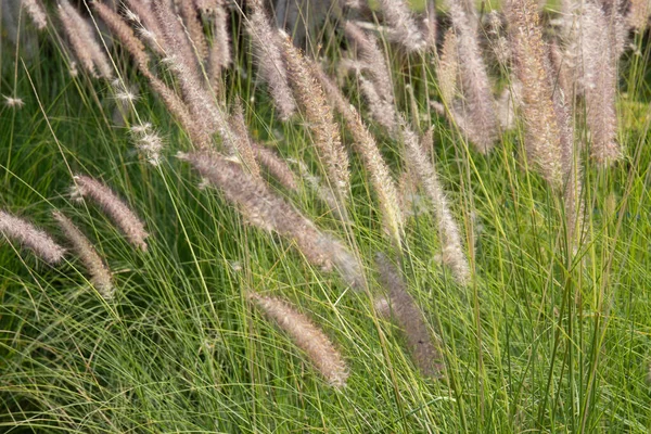 Soft Simple Beautiful Meadow — Foto Stock