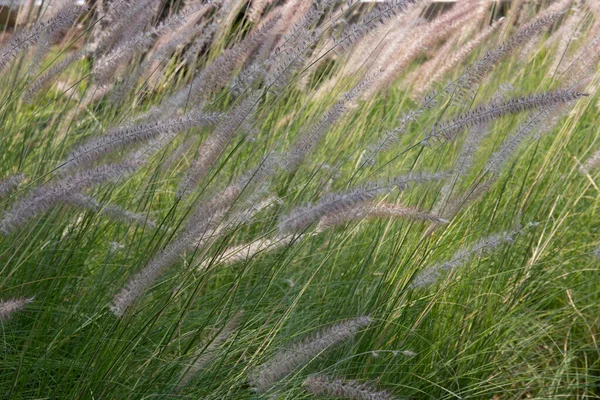 Soft Simple Beautiful Meadow — Φωτογραφία Αρχείου