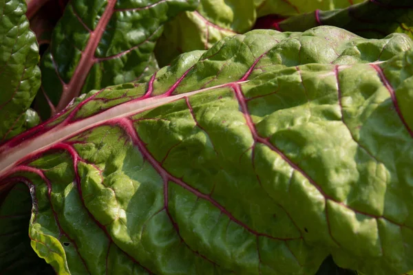 Close Texture Pattern Swiss Chard Leaf — Fotografia de Stock