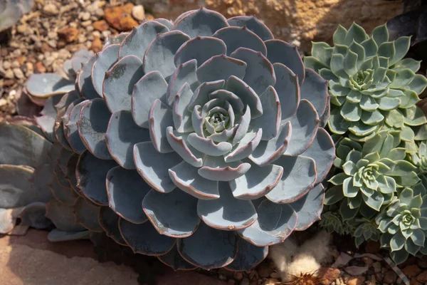 Beauty Nature Patter Form Succulent Leaves — Fotografia de Stock