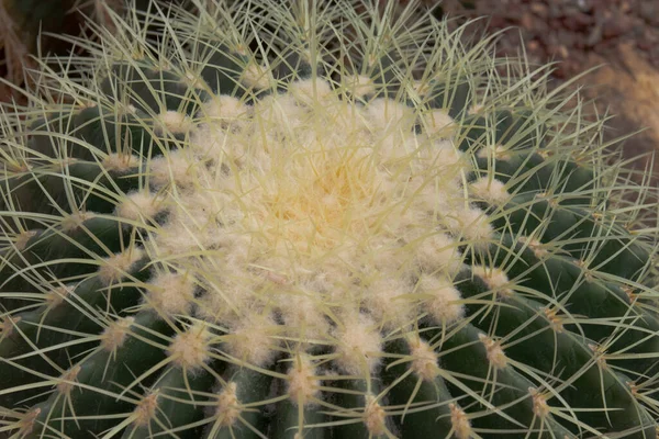 Abstract Form Patter Spikes Surface Succulent — Stok fotoğraf