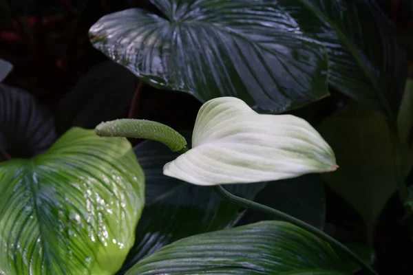 Beautiful and Elegant flower in the garden, Peace Lily Flower