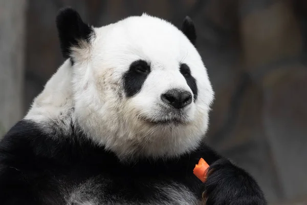 Close Cute Fluffy Panda — Fotografia de Stock