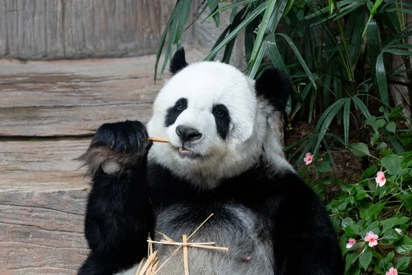 Close Cute Fluffy Panda — Fotografia de Stock