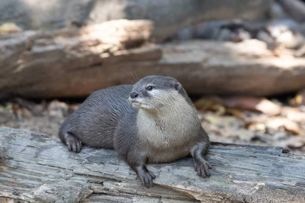 Curious Otter Looking Food — Zdjęcie stockowe