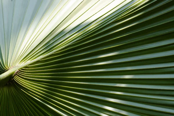 Beauty Nature Soft Lighting Soft Shadow Combine Pattern Form Green — Fotografia de Stock