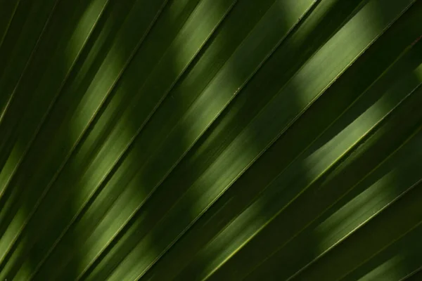 Beauty of Nature ,Soft lighting and soft shadow combine with the pattern and form of that green palm leaf