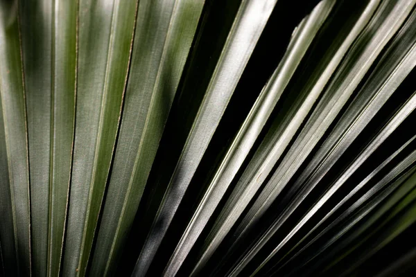 Beauty of Nature ,Soft lighting and soft shadow combine with the pattern and form of that green palm leaf