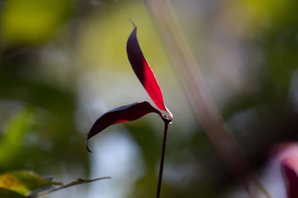 Beauty Nature Close Budding Red Leaf Summer Contrast Dark Grey —  Fotos de Stock