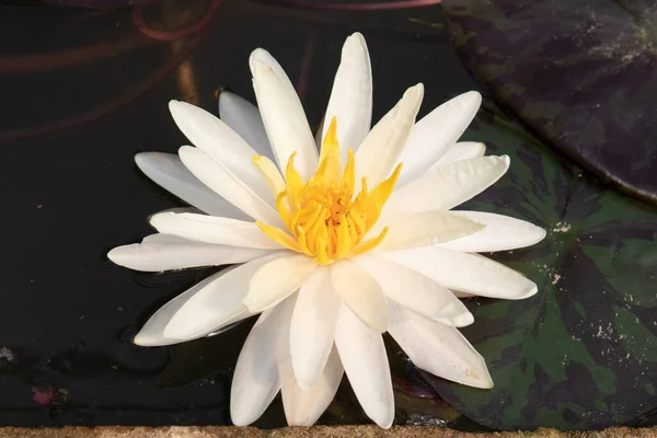 Beautiful Water Lily Lotus Pond — Stock Photo, Image