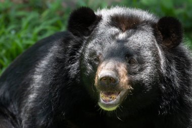 Happy Black Bear resting on the Green Yard