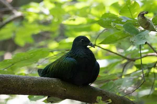 Close Colorful Bird Emerald Bird Chalcophaps Indica —  Fotos de Stock