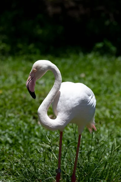 Elegáns Pose Egy Gyönyörű Fehér Flamingo — Stock Fotó