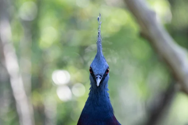 Beautiful Elegant Blue Pigeon — Stock fotografie