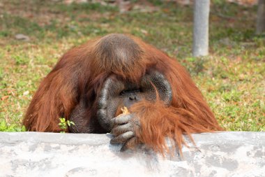 Funny pose of Orangutan while eating the Treats