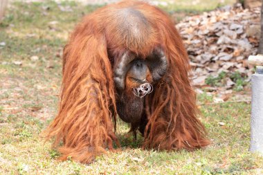 Funny pose of Orangutan while eating the Treats