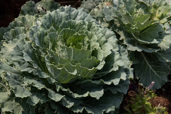 Beauty Nature Abstract Componant Leaves Big Green Cabbage Using Decoration — Fotografia de Stock