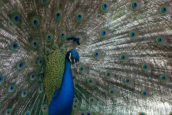 Close Indian Pheasant Abstract Combination Color Pattern Male Peacock Feather — Stock Photo, Image