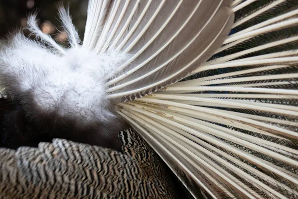 Close Indian Pheasant Abstract Combination Color Pattern Male Peacock Feather — Zdjęcie stockowe