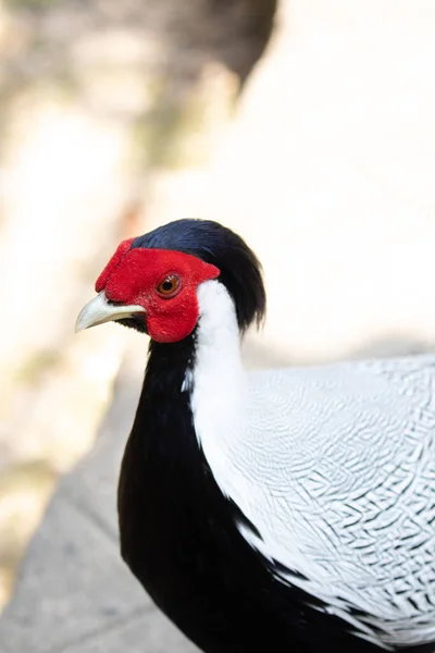 Gorgeous Elegant Pheasant Bird Wonder Feathers Pattern — Zdjęcie stockowe