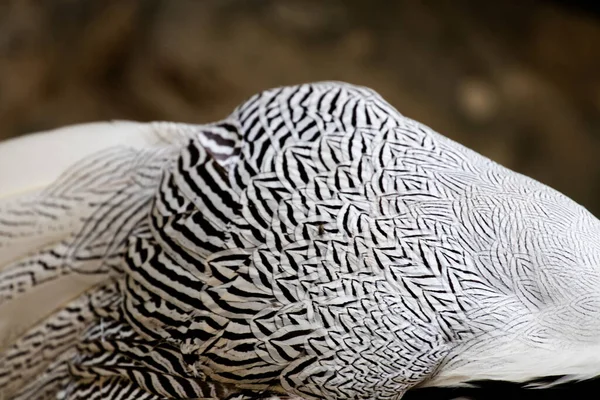 Close Detail Silver Pheasant Bird Good Combination Pattern Form Soft — Stockfoto
