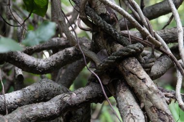 Shape of tree and abstract detail of texture and pattern on the bark