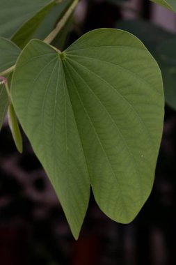 An Abstract Composition from details in Texture and Pattern of the green leaves