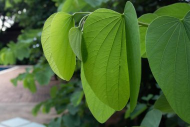 An Abstract Composition from details in Texture and Pattern of the green leaves