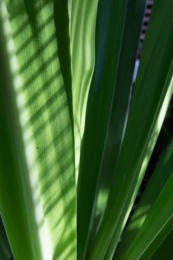An Abstract Combination from Pattern and texture of those Green leaves