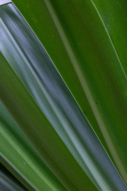 An Abstract Combination from Pattern and texture of those Green leaves