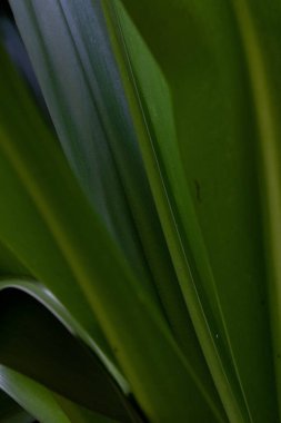 An Abstract Combination from Pattern and texture of those Green leaves