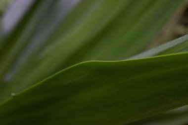 An Abstract Combination from Pattern and texture of those Green leaves