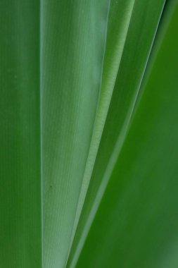 An Abstract Combination from Pattern and texture of those Green leaves