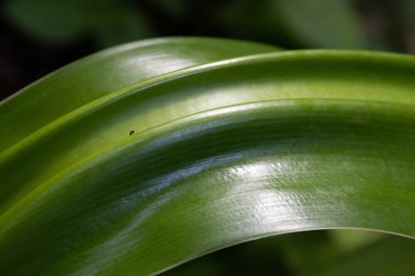 An Abstract Combination from Pattern and texture of those Green leaves