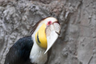 Cute Hornbill is swallowing the seeds