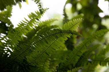 An Abstract Composition from details in Texture and Pattern of the green leaves