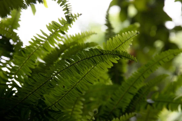 An Abstract Composition from details in Texture and Pattern of the green leaves