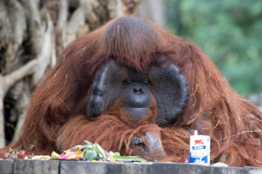 Urang-Utan is busy eating his treats