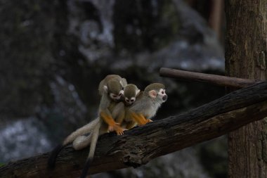 Happy Squirrel Monkey Family , Father , Mother with a baby on her back