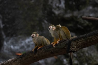 Happy Squirrel Monkey Family , Father , Mother with a baby on her back
