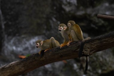 Happy Squirrel Monkey Family , Father , Mother with a baby on her back