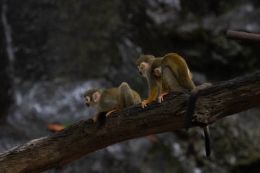 Happy Squirrel Monkey Family , Father , Mother with a baby on her back