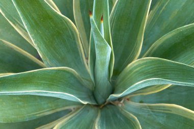 Detail of texture and Pattern from Cactus Spikes