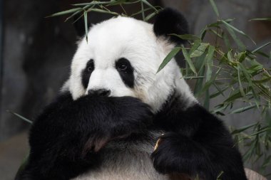 Healthy Bagel topped with sesame