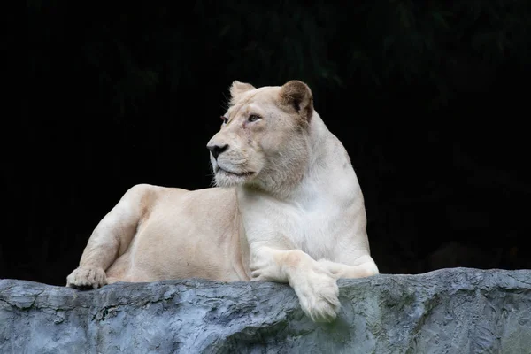 Gorgeous Lioness with an elegant pose