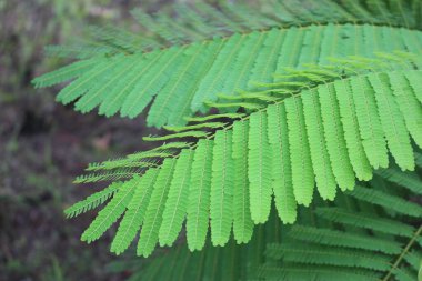 Doku ve Desen Detaylarını Göster